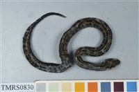 藏品(菊池氏龜殼花)的圖片